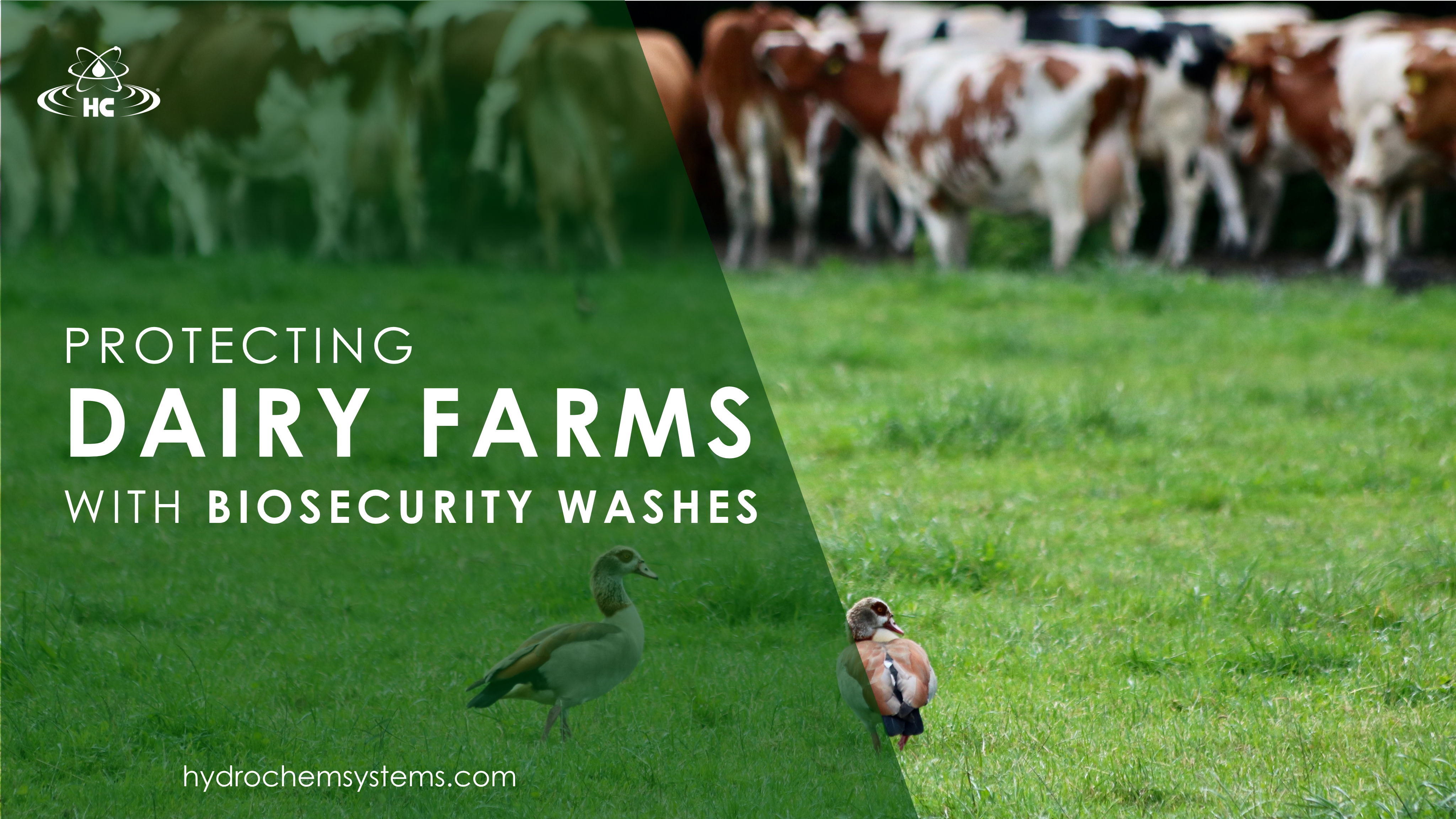  Protecting Dairy Farms: How Biosecurity Washes Combat Bird Flu Spread in Cows